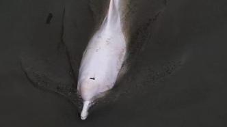 误入广州内河的中华白海豚疑死亡？市农业农村局：仍在搜寻中